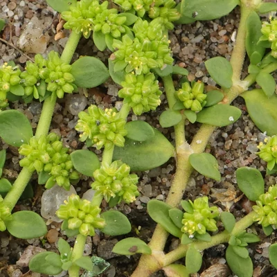 Herniaria glabra – Kopasz porcikafű