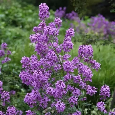 Hesperis matronalis – Hölgyestike