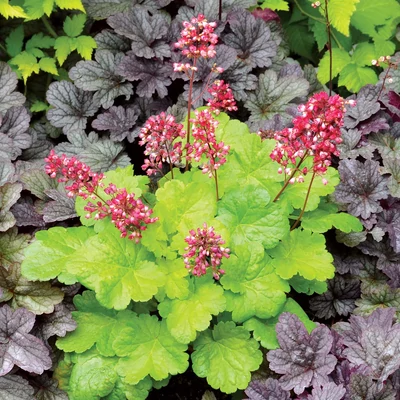 Heuchera LITTLE CUTIE 'Sweet Tart' – Tűzeső