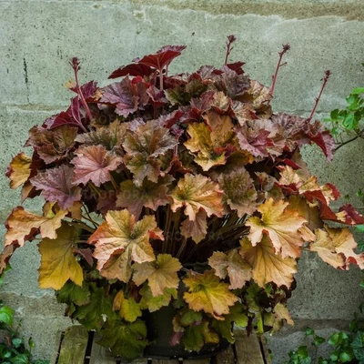 Heuchera 'Rex Dark Amber' – Tűzeső
