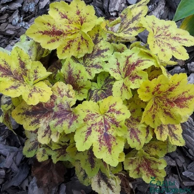 Heuchera 'Solar Power' – Tűzeső