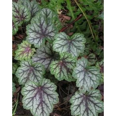 Heuchera americana 'Dale's Strain' – Amerikai tűzeső