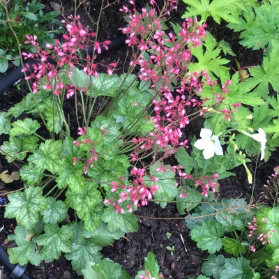 Heuchera 'Apple Crisp' – Tűzeső