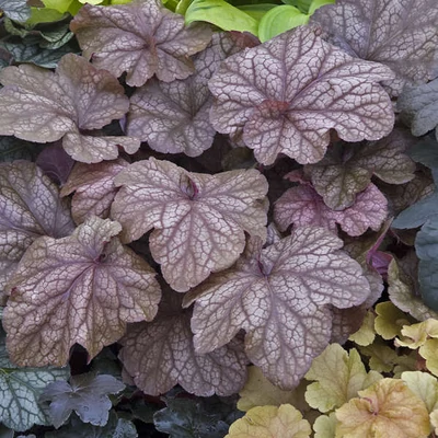 Heuchera 'Beaujolais' – Tűzeső
