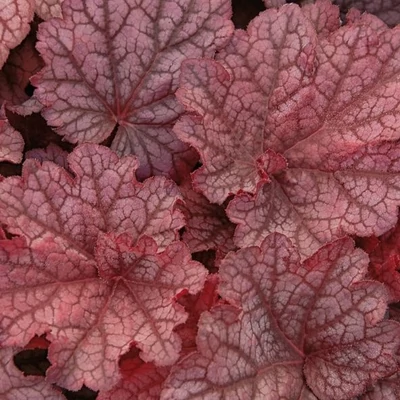 Heuchera 'Beautiful Dancer' – Tűzeső