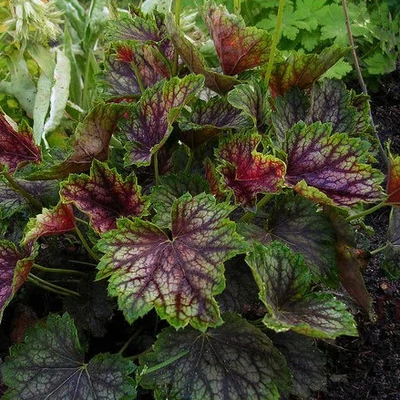 Heuchera 'Beauty Color' – Tűzeső
