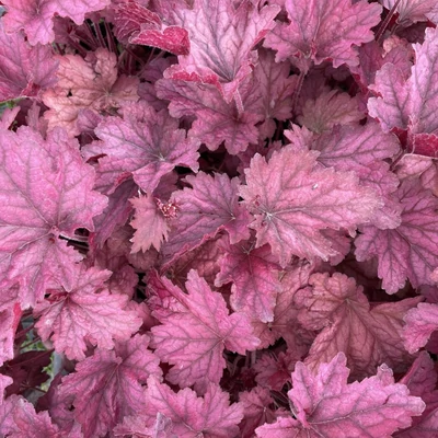 Heuchera 'Berry Smoothie' - Tűzeső