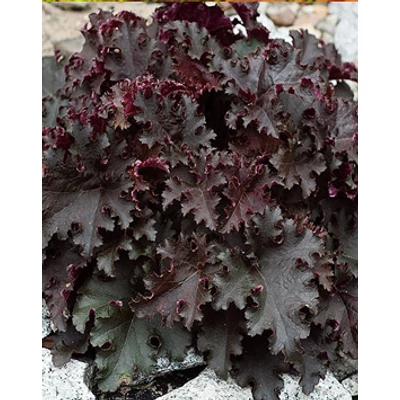 Heuchera 'Black Beauty' - Tűzeső