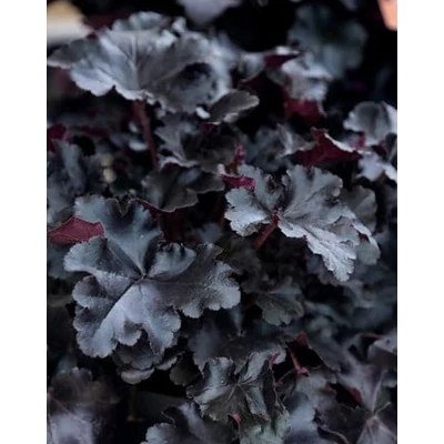 Heuchera villosa 'Black Pearl' – Tűzeső