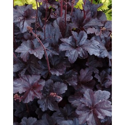 Heuchera 'Black Taffeta' – Tűzeső