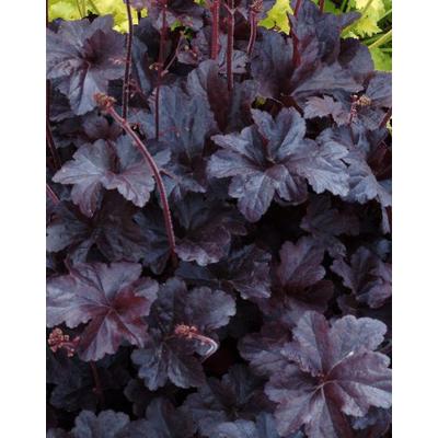 Heuchera 'Black Taffeta' – Tűzeső