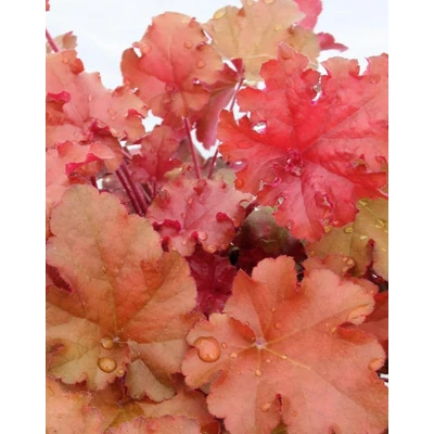 Heuchera 'Boysenberry' – Tűzeső