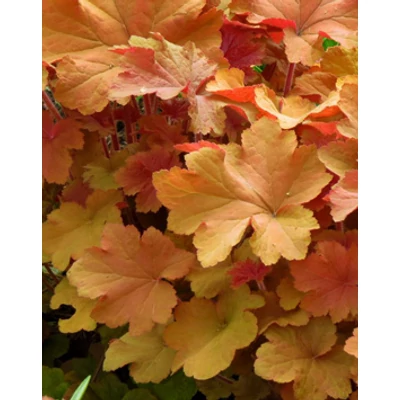 Heuchera villosa 'Caramel®' - Tűzeső