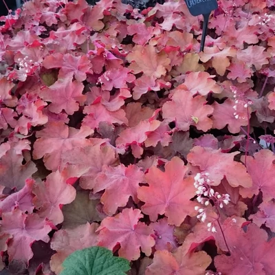 Heuchera 'Carmencita' – Tűzeső
