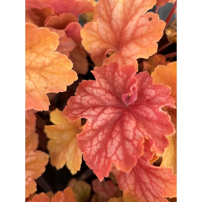 Heuchera villosa 'Champagne' – Tűzeső
