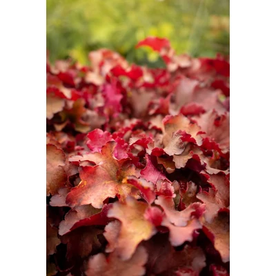Heuchera 'Cranberry' – Tűzeső
