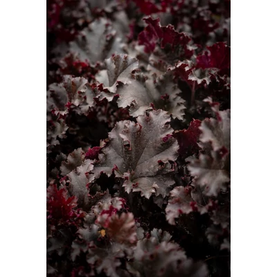 Heuchera 'Dark Secret' – Tűzeső