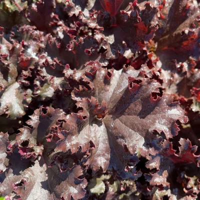 Heuchera 'Dark Secret' – Tűzeső
