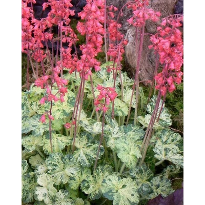 Heuchera 'Dew Drops' – Tűzeső