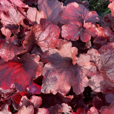 Heuchera 'Fire Alarm' – Tűzeső