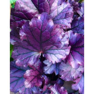 Heuchera 'Forever Purple' – Tűzeső
