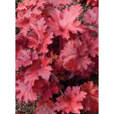 Heuchera 'Forever Red' – Tűzeső