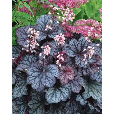 Heuchera 'Frost' – Tűzeső