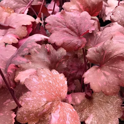 Heuchera 'Galaxy' – Tűzeső