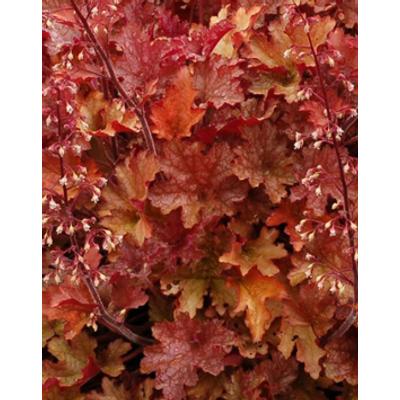 Heuchera 'Ginger Peach®' - Tűzeső
