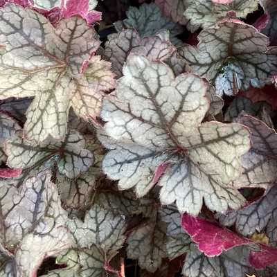 Heuchera 'Glitter' – Tűzeső