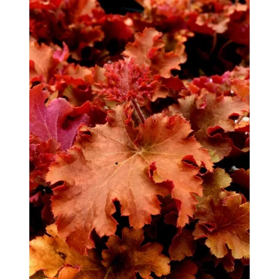 Heuchera 'Gojiberry' – Tűzeső