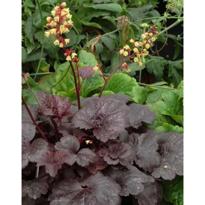 Heuchera 'Gotham' – Tűzeső