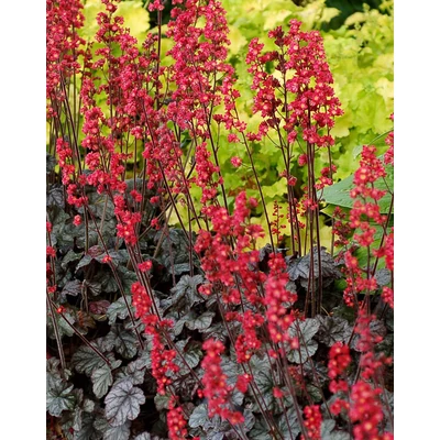 Heuchera 'Hollywood' – Tűzeső