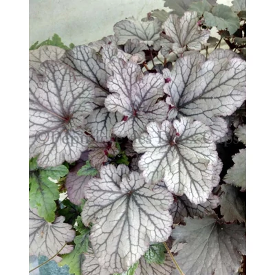 Heuchera 'Huckleberry' – Tűzeső