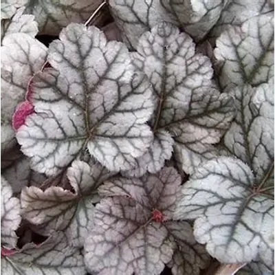 Heuchera hybrida 'Cinnabar Silver'® - Tűzeső