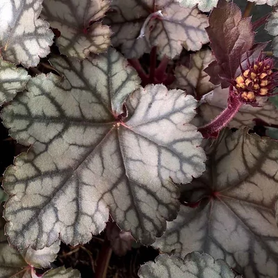 Heuchera 'Jade Gloss' – Tűzeső