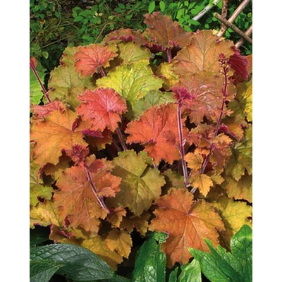 Heuchera 'Kassandra' – Tűzeső