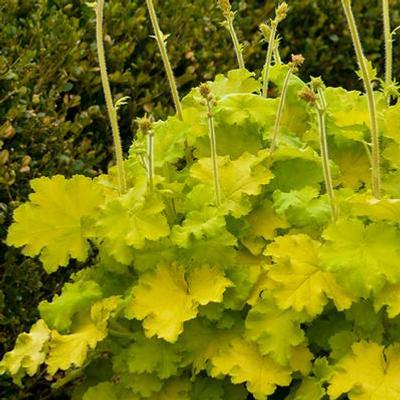 Heuchera 'Lemon Love' – Tűzeső