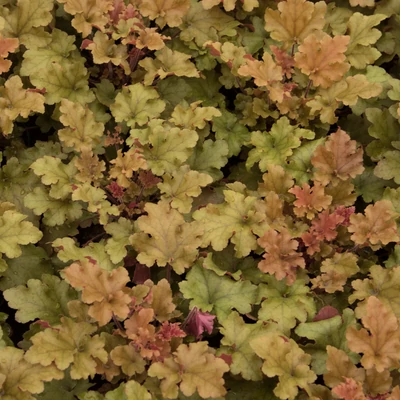 Heuchera 'Marmalade®' - Tűzeső