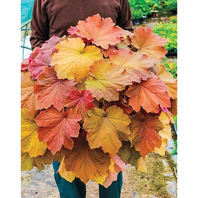 Heuchera 'Mega Caramel' – Tűzeső