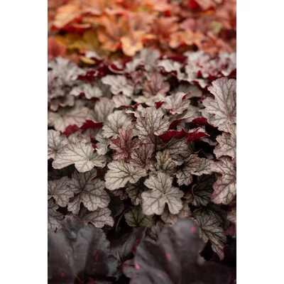 Heuchera 'Milan' – Tűzeső