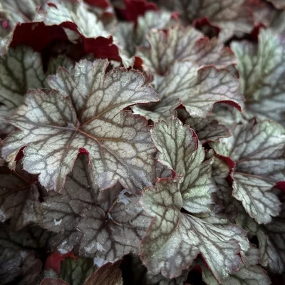 Heuchera 'Milan' – Tűzeső