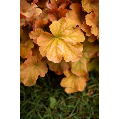 Heuchera 'Northern Exposure Amber' – Tűzeső