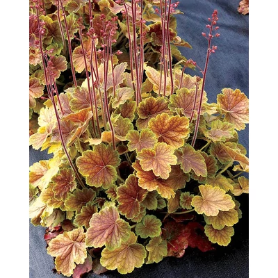 Heuchera 'Northern Exposure Sienna' – Tűzeső