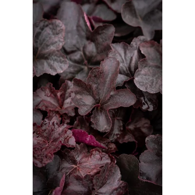 Heuchera 'Obsidian®' - Tűzeső