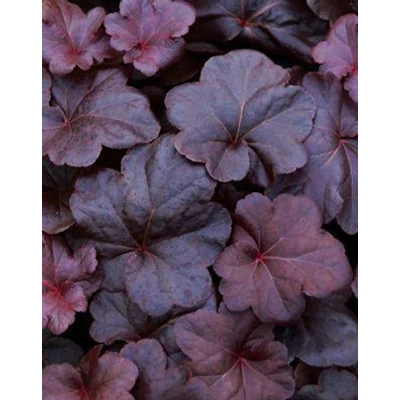 Heuchera 'Obsidian®' - Tűzeső