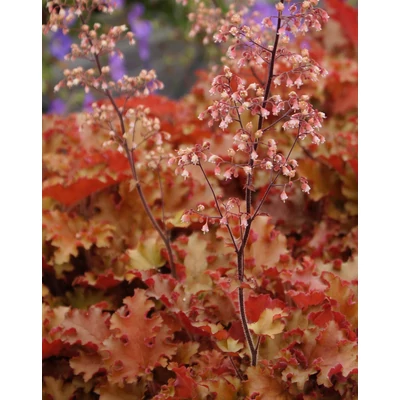 Heuchera 'Orangeberry' – Tűzeső