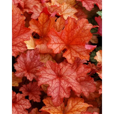 Heuchera 'Paprika®' - Tűzeső