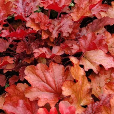 Heuchera 'Peach Flambé' – Tűzeső