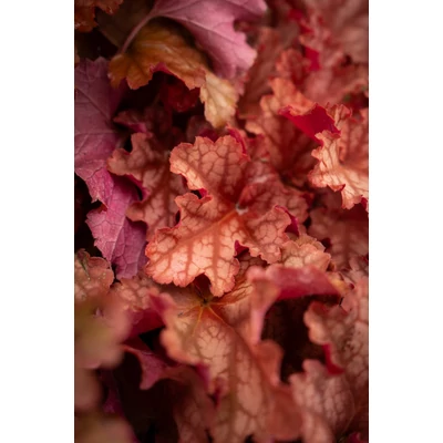Heuchera 'Peachberry Ice' – Tűzeső